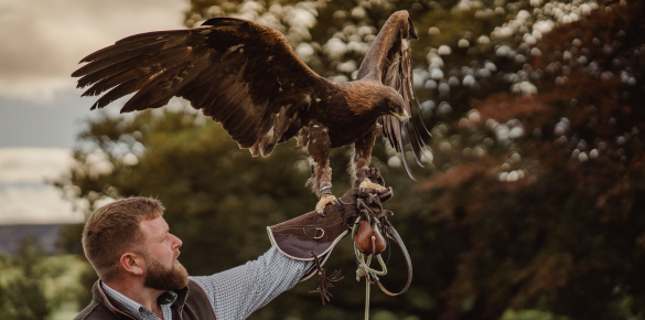 Falconry